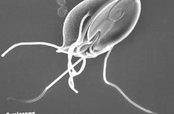 sciencedirect