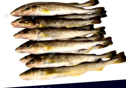 elszigetelt