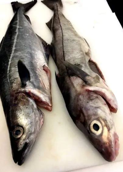 haddock