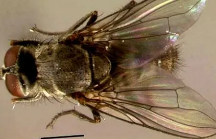 musca