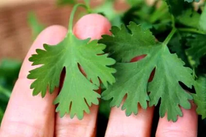 cilantro ползи
