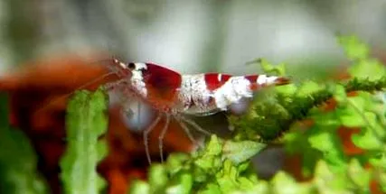 etetni