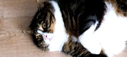 котките