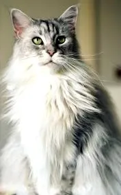 колко