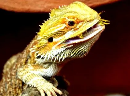 dragon barbă