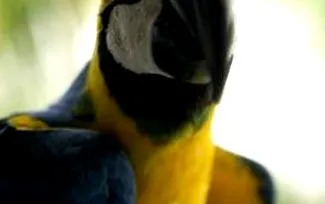 papagali