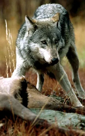 hunt