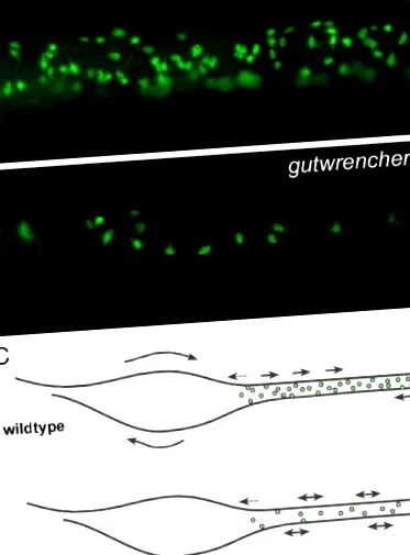 sciencedirect