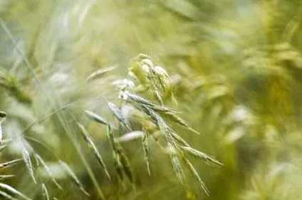 fără gluten