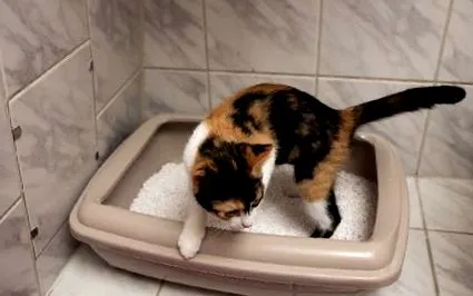 котка