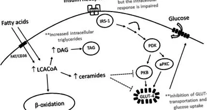 metabolismul