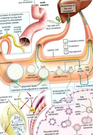 clasificare
