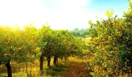 limoncello