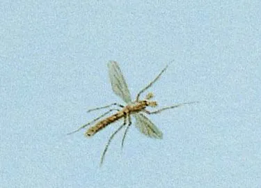 midge