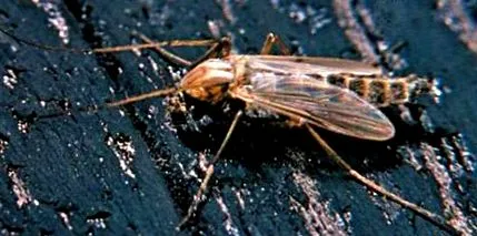 midge