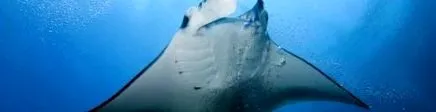 manta manta