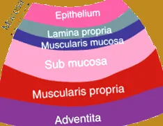 szövettani