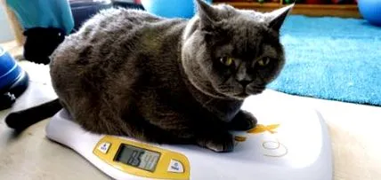 затлъстялата котка
