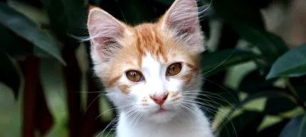 котка кастриране