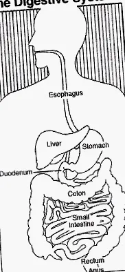 pylori