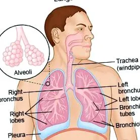 pulmonar
