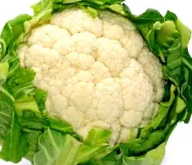 conopidă