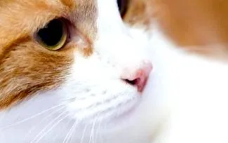 котките пептична