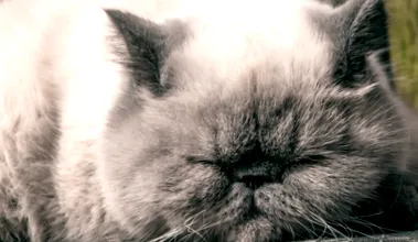 котки