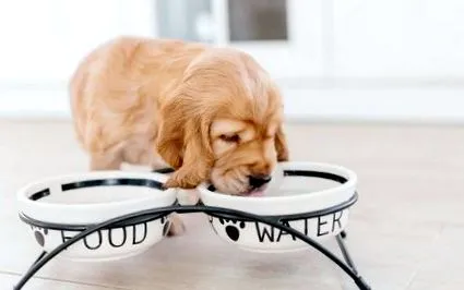 Royal Canin
