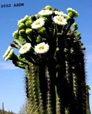 saguaro