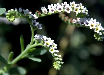 heliotrope