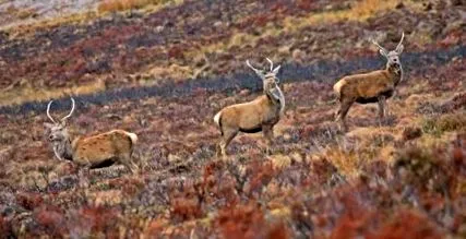 wildlife