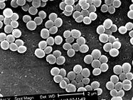 Staphylococcus aureus
