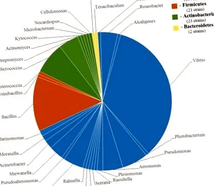 distribuția