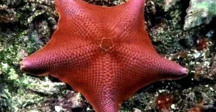 starfish