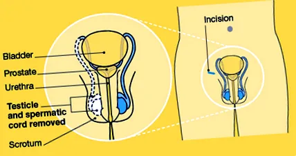 съвет
