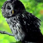 strix