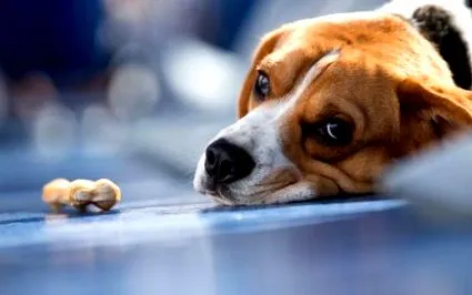 hepatitei