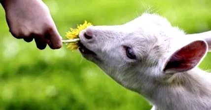 care