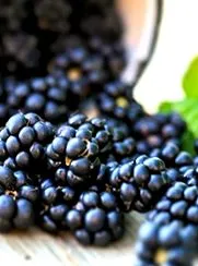 fodmap