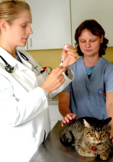 какво
