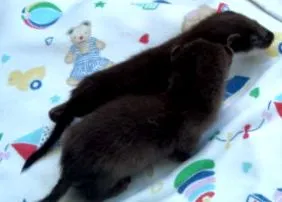 животни