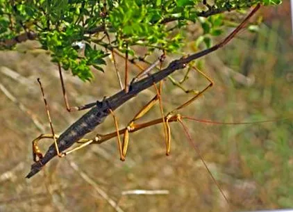 insectă