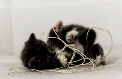 котката
