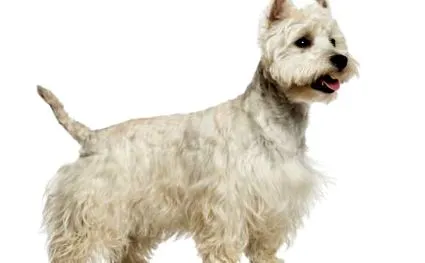 terrier