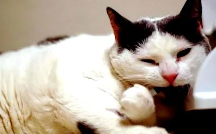 котки