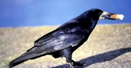 hrăni