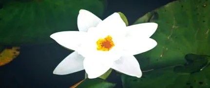 vata