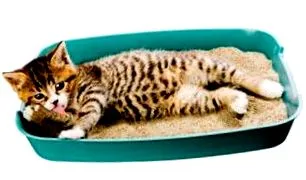 котките