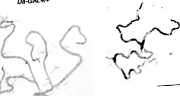 generală
